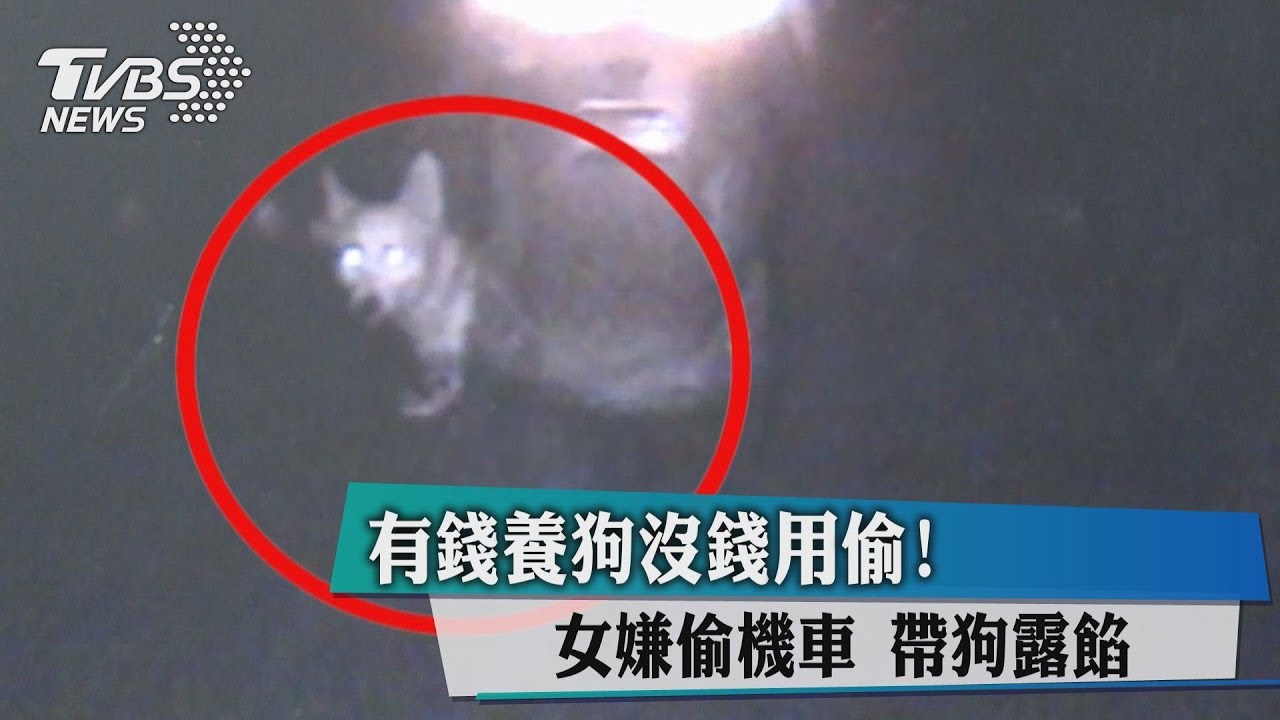 有錢養狗沒錢用偷！　女嫌偷機車帶狗露餡