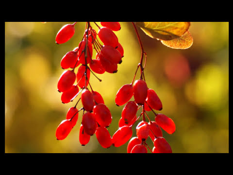 Polonaise - Michal K.OGINSKY