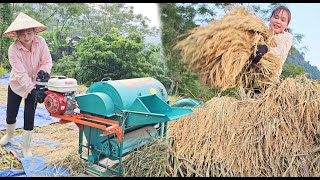 Complete the work of harvesting rice, gather rice and thresh it with a mini threshing machine
