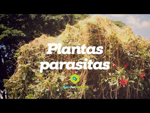 A máj tisztítása a parazitáktól gyógynövényekkel