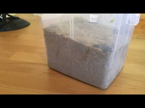 Wanderheuschrecken züchten Teil 2,5: Eiablagen erkennen