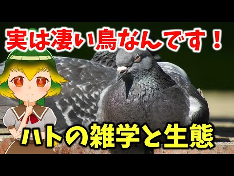 ハトの種類 - 高原ハト (Columbina cianopis)
