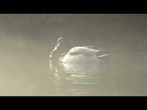 Mallard Ducks in the Morning Mist Birds of Britain UK