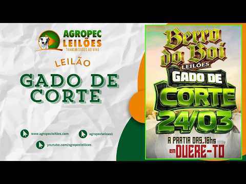 Agropecleiloes LEILÃO GADO DE CORTE | BERRO DO BOI LEILÕES - DUERÉ -TO - 24/03/2026.