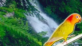 Download lagu Terapi Lovebid Ngekek Ngetik Gemericik Air Jeda Jadi Relaksasi & Gacor mp3 Download lagu Terapi Lovebid Ngekek Ngetik Gemericik Air Jeda Jadi Relaksasi & Gacor mp3