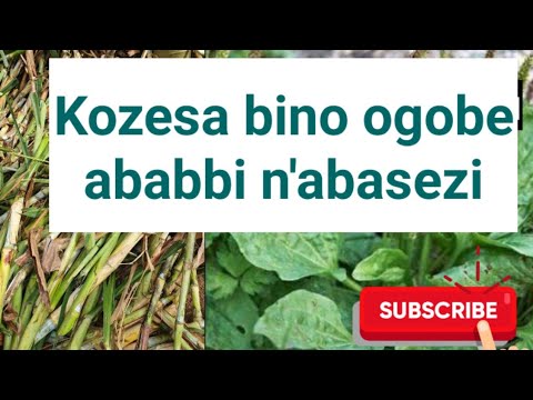 Goba ababbi n'abasezi ewaka wo nga okozesa bukumbu n'olumuli @SSENGABIROOTONEDDAGALA