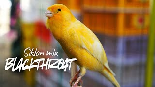 Download lagu KENARI OREN GACOR ISIAN MEWAH! MASTERAN KENARI ISIAN BLACKTHROAT dan SIKLON GACOR CENGKOK MEWAH mp3 Download lagu KENARI OREN GACOR ISIAN MEWAH! MASTERAN KENARI ISIAN BLACKTHROAT dan SIKLON GACOR CENGKOK MEWAH mp3