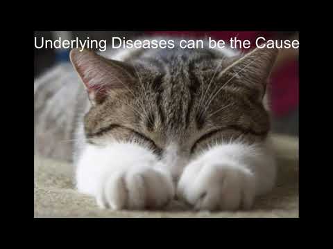 Intestine Problems in Cats - What are the Causes?
