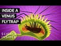 What's Inside A Venus Flytrap?
