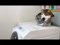 Liquid Maru On The Washing Machine