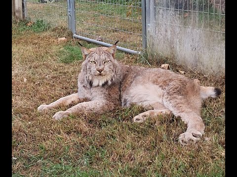 Max Canada Lynx Love & Shoes