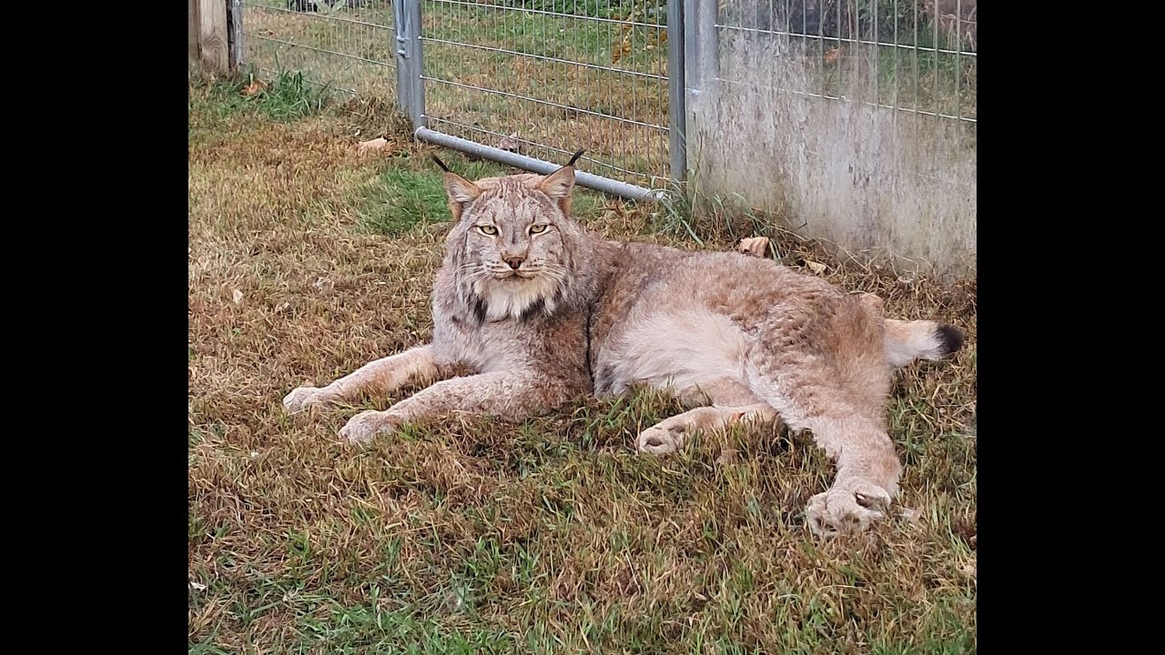 Max Canada Lynx Love & Shoes