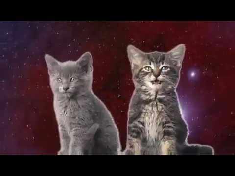 Katten die zo  leuk zingen