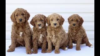 Video preview image #1 Goldendoodle (Miniature) Puppy For Sale in RONKS, PA, USA
