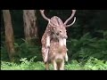 How Do Deer Have Sex