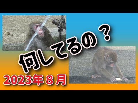 Curioso Takasakiyama, ¿qué estás haciendo?