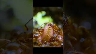 Download lagu So he's a butterfly raised by ants. That's amazing. #wildlife #animals #shorts mp3 Download lagu So he's a butterfly raised by ants. That's amazing. #wildlife #animals #shorts mp3