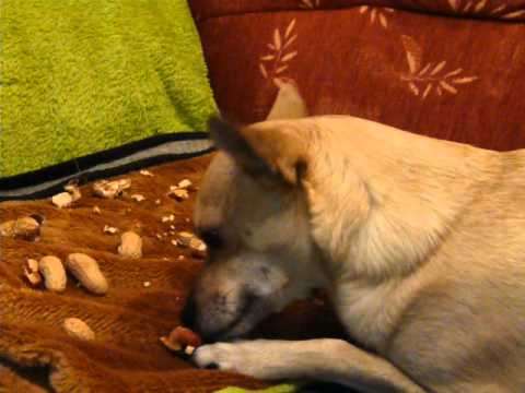 Nussknacker Sammy am Tag vor Heiligabend