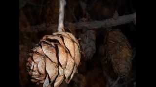 Chris Norman     Wings of Love