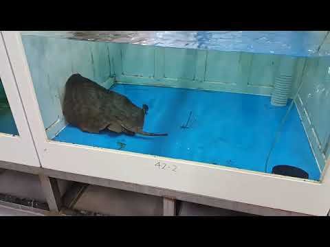 [2014.12.30] 숏테일 스팅레이 Potamotrygon brachyura