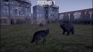Far Cry 5: 4 Way Battle - Best of 5 - American Black Bear, Grizzly Bear, Cougar, Grey Wolf