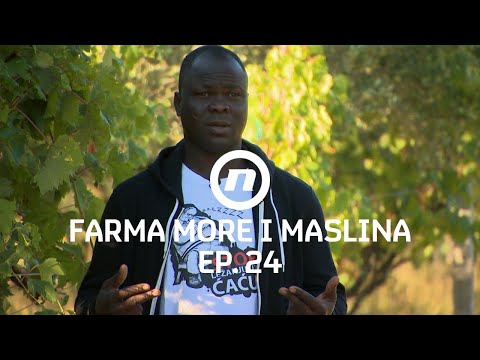 Novi problemi za Princa - Epizoda 24 | Farma More i Maslina