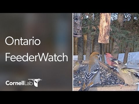 Live Boreal Birds at the Ontario FeederWatch Cam! Cornell Lab