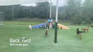 Pet Paradise Gainesville | VIRTUAL TOUR