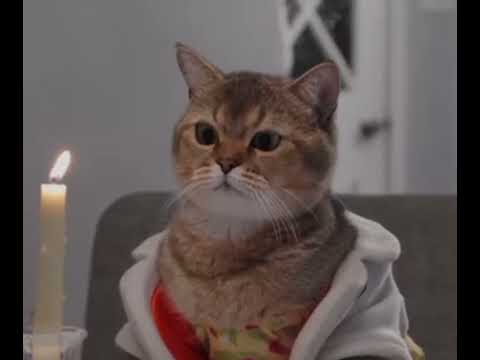 #short Funny animal video.#motivational video .#short satisfying video .