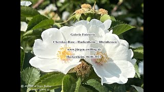 Galerie Fotoserie Cherokee Rose Hackenheim Rheinhessen