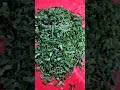 Palak Spinach Cutting With Daranti How To Cut Spinach Wit Sickle