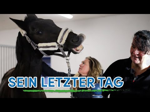 Angst vor dem Zügel - Freizeitpferd wird umtrainiert - Kann seine Besitzerin es nachreiten?