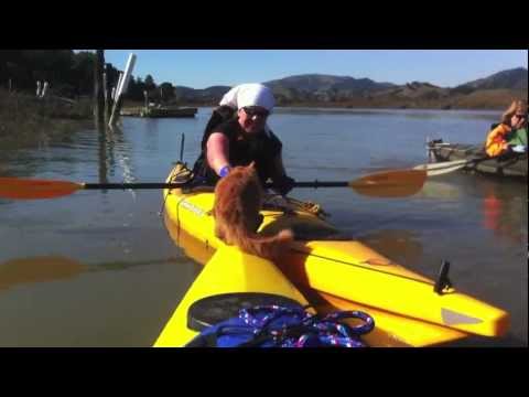 Kayak Cats