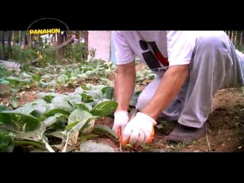 Sangkap para sa isang sopas diyeta Recipe para sa pagbaba ng timbang sa bawat linggo