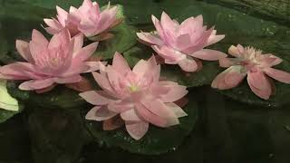 Aurora - Black Water Lilies | CLEANED AUDIO of (Live on the Honda Stage) 