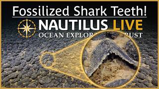 Fossilized Shark Teeth Near Wake Atoll | Nautilus Live