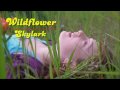 Wildflower - Skylark [HD] 