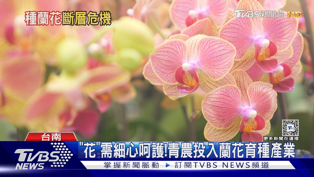 育種撐起蘭花王國!擴展生活用花 走進大家的日常
