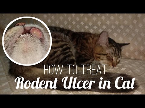 How to Treat Rodent Ulcer in Cat?