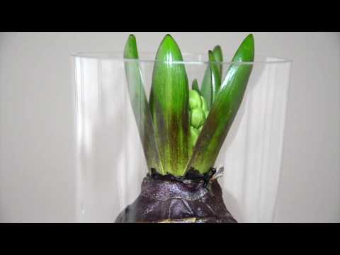 コップ一杯の水でヒヤシンスを育てる 植物