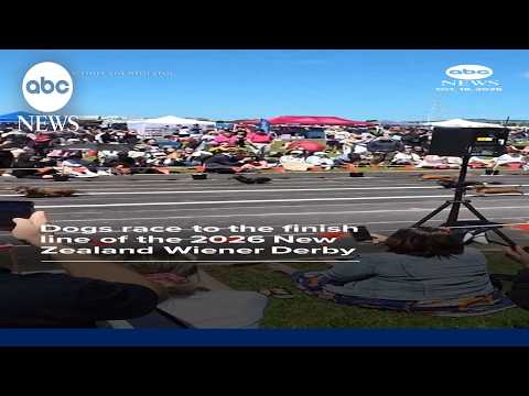 Dogs race to the finish line of the 2026 New Zealand Wiener Derby