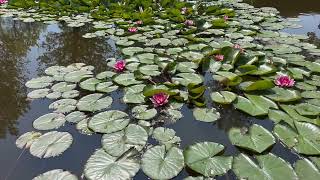 Download lagu 🌿 Water Flower - Free Download | EarthGlow-up 4K Nature Scenery mp3 Download lagu 🌿 Water Flower - Free Download | EarthGlow-up 4K Nature Scenery mp3