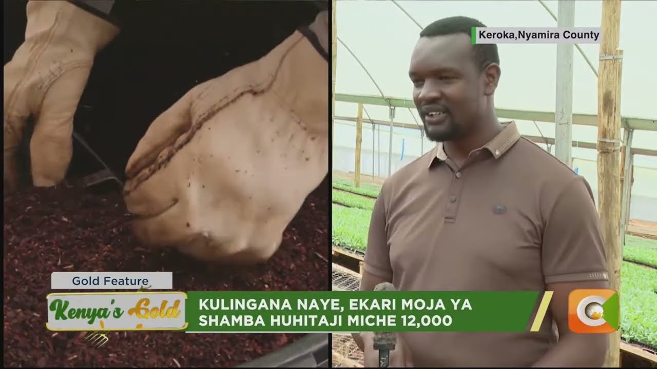 Niktech Seedlings feature video