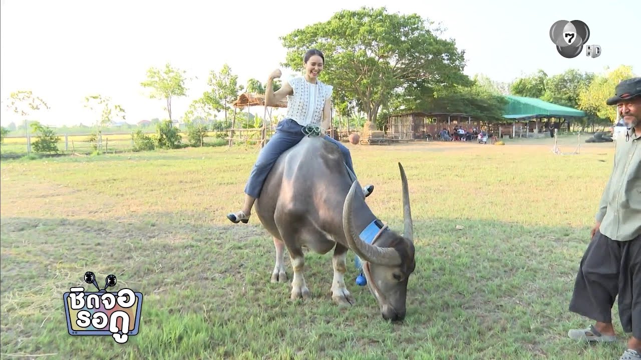 ส่องความน่ารักของเจ้านวล น้องควายที่ จาด้า เห็นแ?