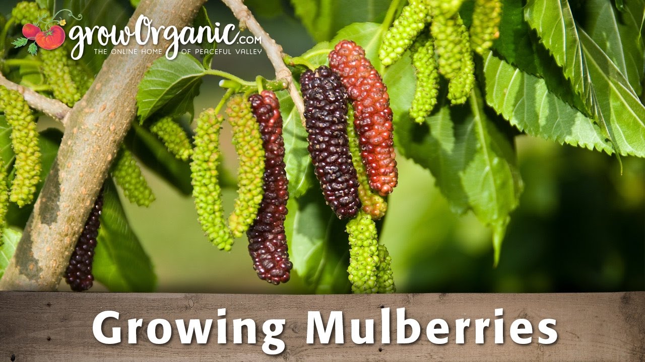 How to Grow Organic Mulberries From Bare Root