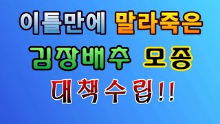 [텃밭농부.751]  이틀만에 말라죽은 배추모종 대책수립, 다시심기 #배추재배 #배추모종정식