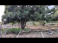 A Small Slender Horned Gazelle Decides To Run