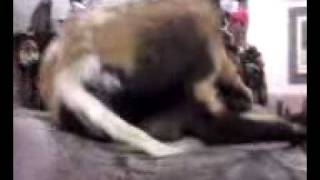 Snowboard Naked - Amazon