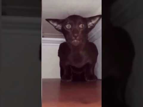 ravanelli dar e doar partea lui rafoo