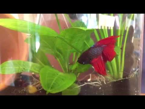 STEP BY STEP: How to Setup a Betta Fish Tank